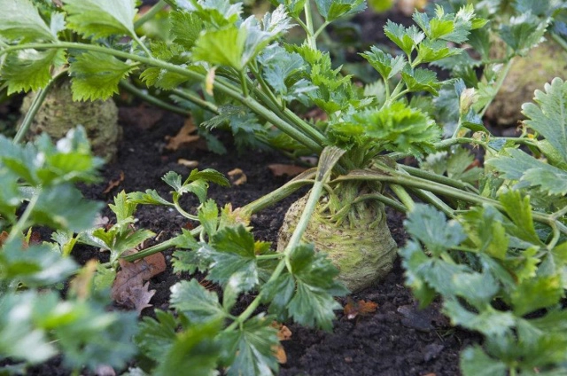 芹菜种植家庭技术视频教程_家庭芹菜如何种植技术_芹菜种植最简单方法