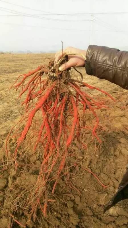 农业致富种植药材_药材种植致富项目_药材种植的致富带头人