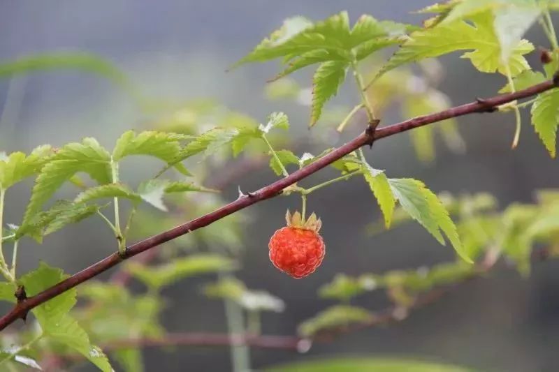 中药材种植致富经_中药种植致富套路书_致富经种植中药材视频