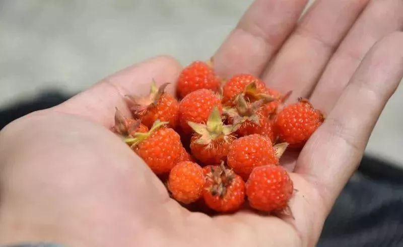 中药种植致富套路书_致富经种植中药材视频_中药材种植致富经