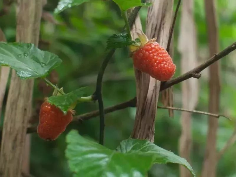 中药材种植致富经_中药种植致富套路书_致富经种植中药材视频