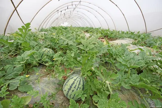 大棚哈密瓜怎样施肥_哈密瓜大棚图片_哈密瓜大棚种植技术