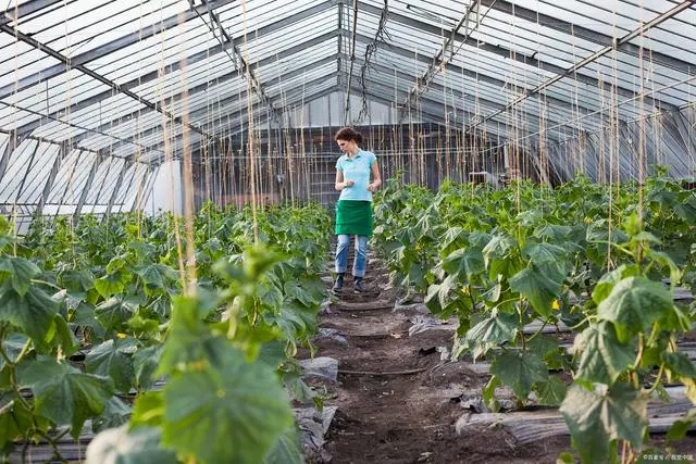 哈密瓜大棚种植技术_大棚哈密瓜怎样施肥_哈密瓜大棚图片