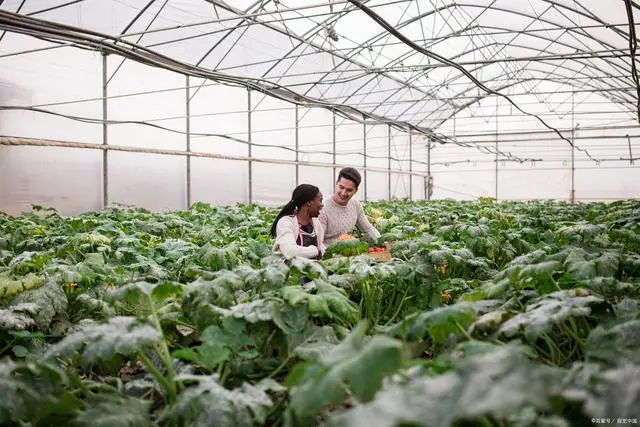 哈密瓜大棚图片_哈密瓜大棚种植技术_大棚哈密瓜怎样施肥