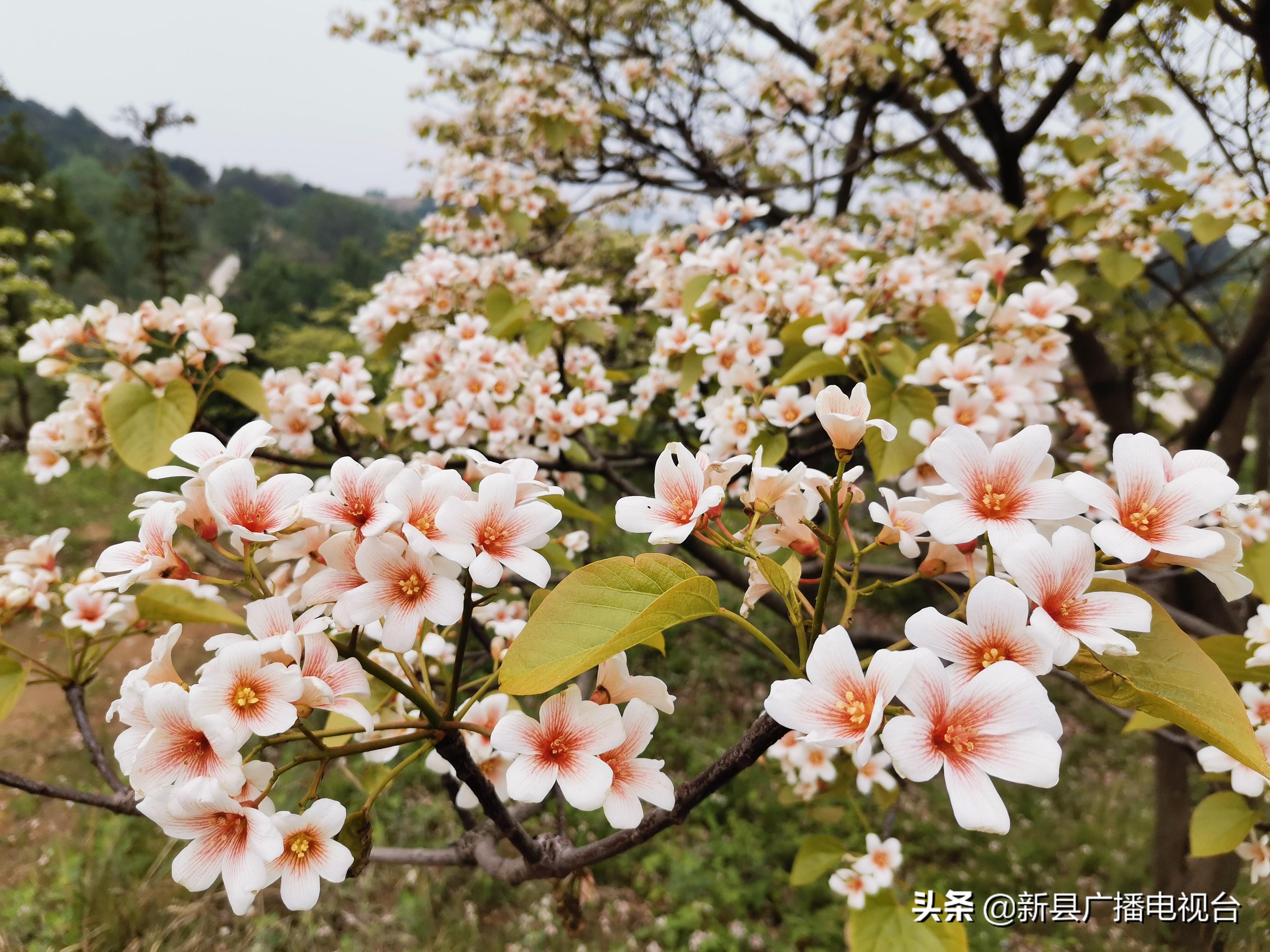 油桐花下的振兴梦