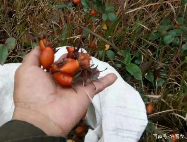 种植前8元一斤，收获后却没人要，现只能摘来泡酒