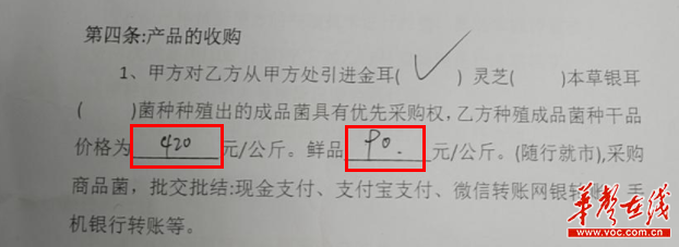 菌包发霉、回购落空 网友加盟金耳菌种植疑遇“套路” - 今日关注 - 湖南在线 - 华声在线