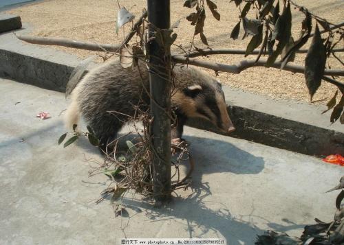 獾猪能人工养殖吗市场前景怎么样？养殖獾猪的成本和利润详细分析