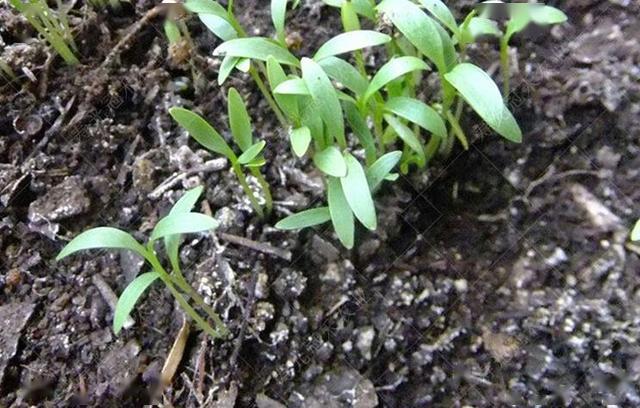 郑州市大棚哈密瓜、香菜、芹菜、生菜一年四茬高效栽培关键技术