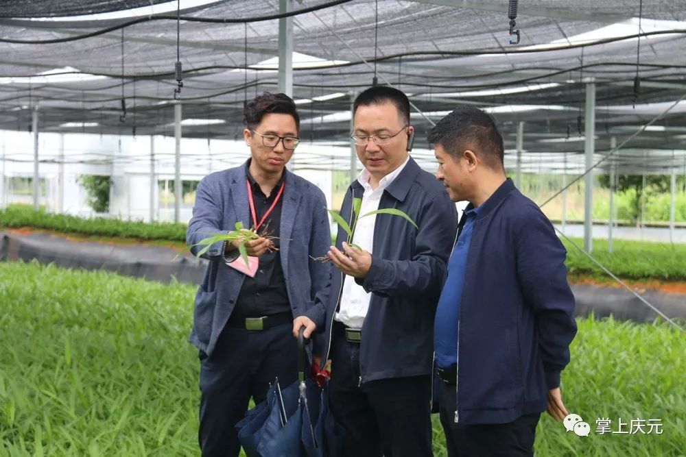 致富经种植药材白芨图片_致富经白芨_致富经种植药材视频