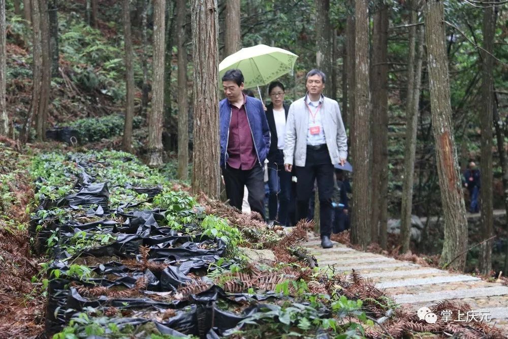 致富经白芨_致富经种植药材白芨图片_致富经种植药材视频