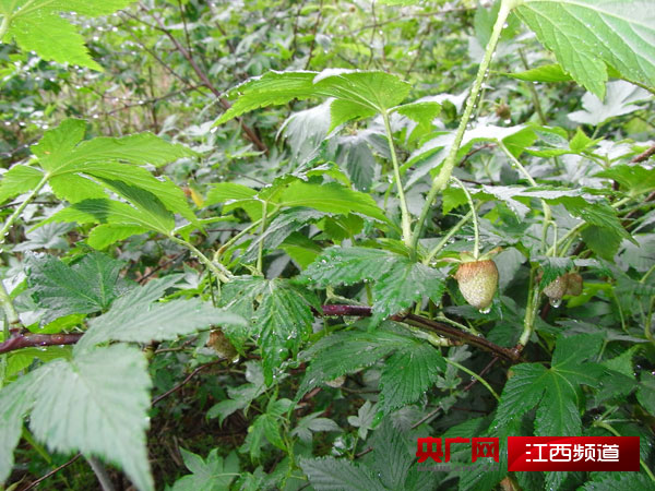 覆盆子种植成本与利润_覆盆子种植技术视频_种植覆盆子经济效益前景怎么样