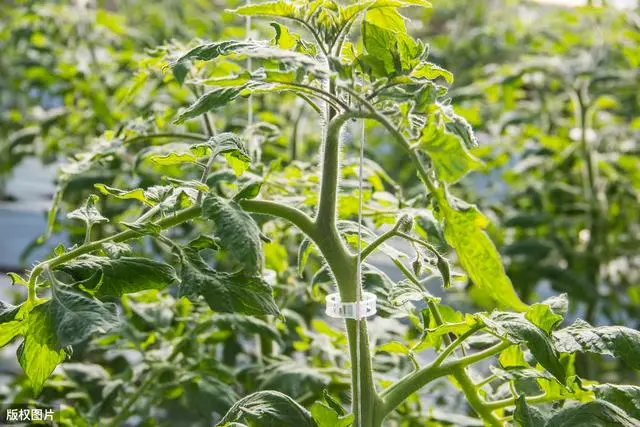 香菜大棚种植永年技术要求_香菜大棚种植技术视频_永年大棚种植香菜技术