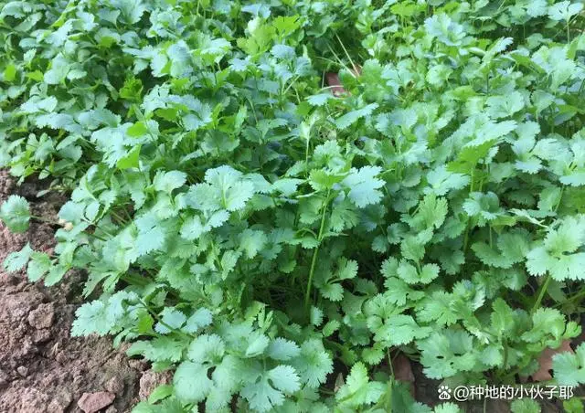 遵循种植指南，香菜屡次丰硕收成，简单易行