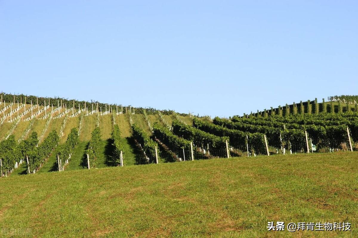 致富经葡萄盆栽技术_盆栽葡萄栽培技术_盆栽葡萄的种植技术视频