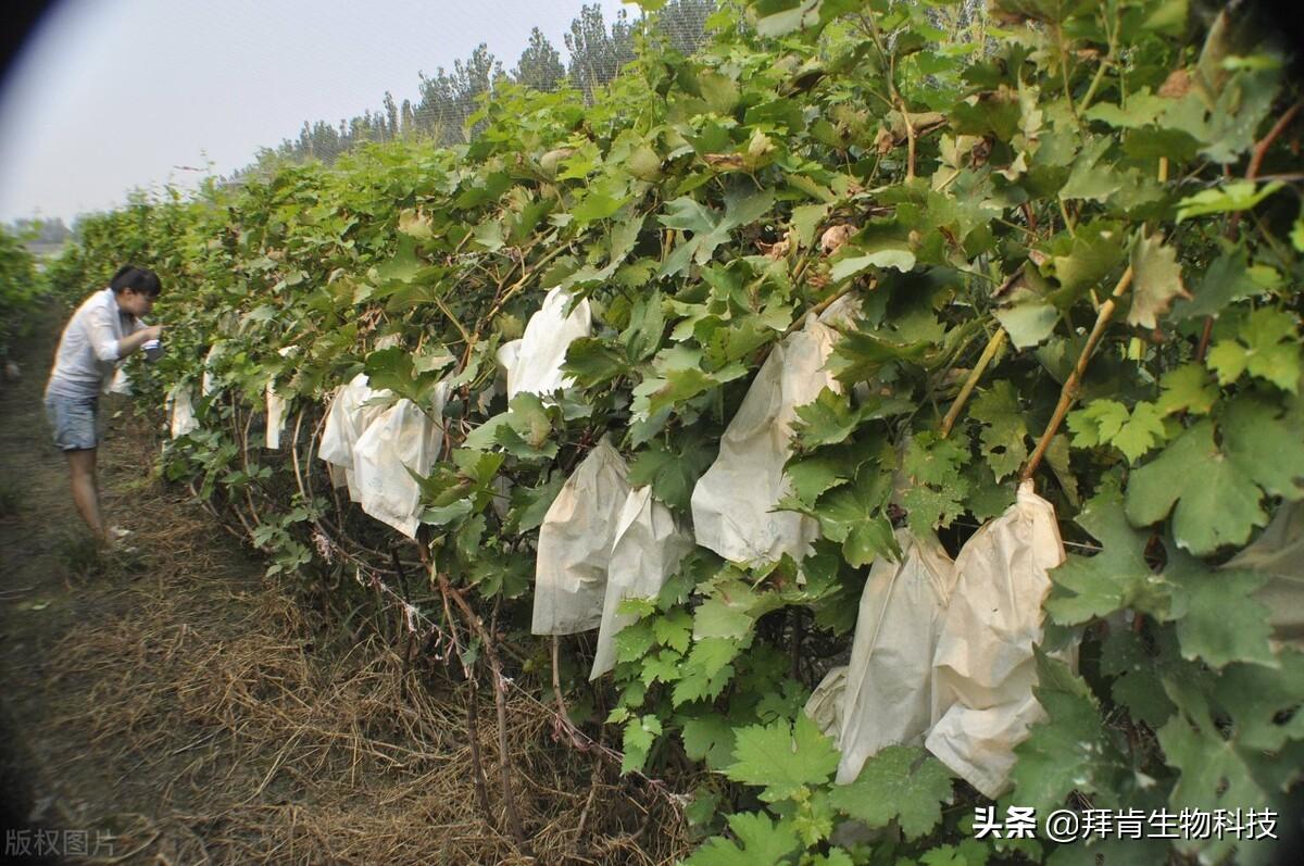 盆栽葡萄的种植技术视频_致富经葡萄盆栽技术_盆栽葡萄栽培技术