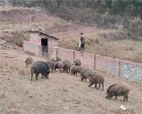 养殖致富带头人先进事迹_养殖致富带头人典型材料_党员养殖带头致富