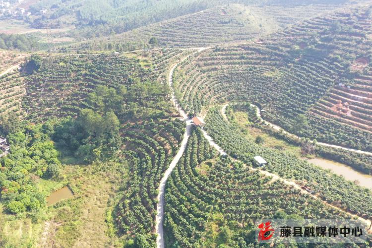 致富种植龙眼视频_龙眼种植致富_龙眼种植效益