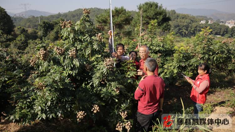 龙眼种植致富_致富种植龙眼视频_龙眼种植效益