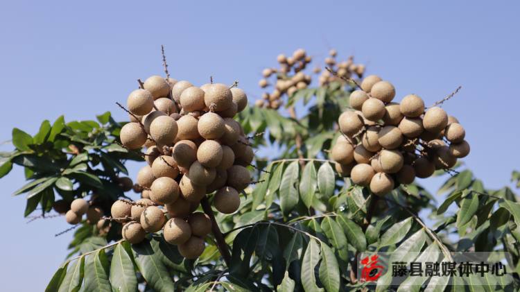 龙眼种植效益_龙眼种植致富_致富种植龙眼视频