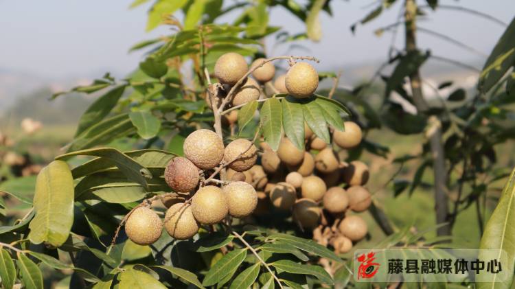 龙眼种植效益_致富种植龙眼视频_龙眼种植致富