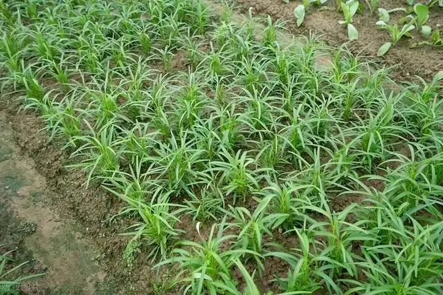 永年大棚种植香菜技术_香菜大棚种植技术视频_香菜大棚种植永年技术要求