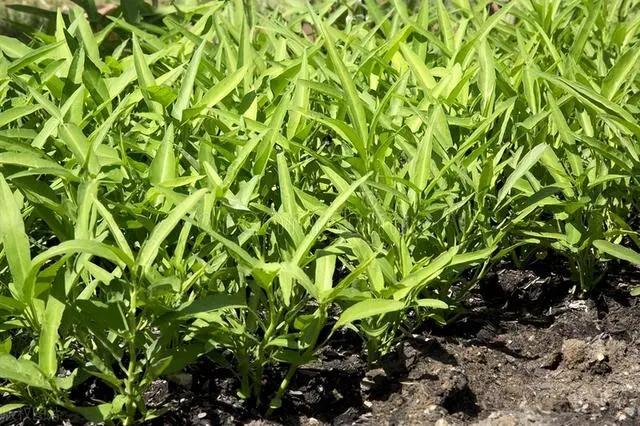 香菜大棚种植永年技术要求_香菜大棚种植技术视频_永年大棚种植香菜技术