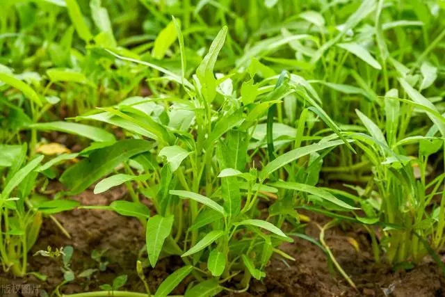 香菜大棚种植永年技术要求_香菜大棚种植技术视频_永年大棚种植香菜技术