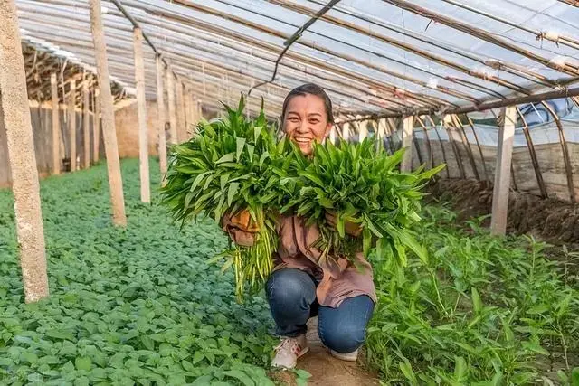 香菜大棚种植技术视频_永年大棚种植香菜技术_香菜大棚种植永年技术要求