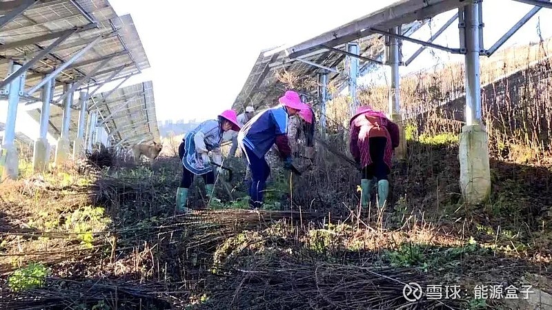 致富经种植药材白芨图片_致富经白芨_药材致富经