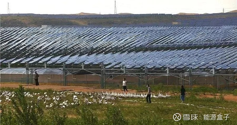 致富经种植药材白芨图片_致富经白芨_药材致富经