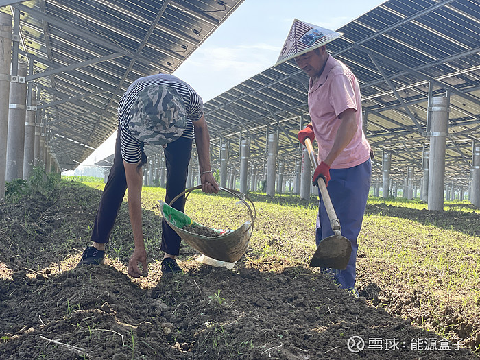 致富经白芨_药材致富经_致富经种植药材白芨图片