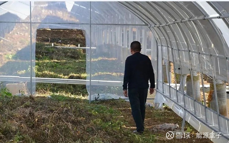 致富经白芨_致富经种植药材白芨图片_药材致富经