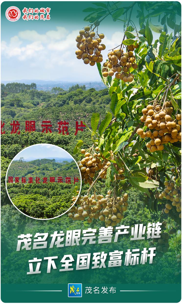 “五棵树一条鱼一桌菜”羊晚系列报道③​茂名龙眼完善产业链，立下全国致富标杆