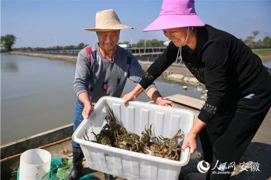 螃蟹养殖致富能手_螃蟹养殖赚钱吗_养螃蟹致富经