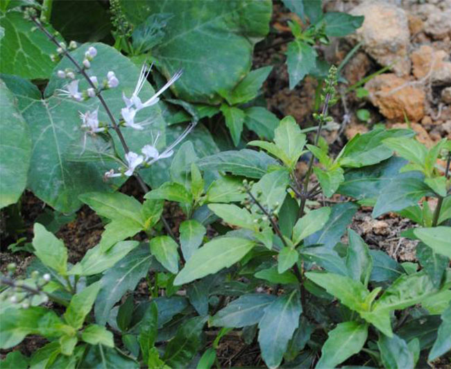 猫须草的种植前景分析