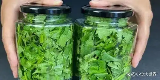 香菜大棚种植永年技术要求_大棚种植香菜视频_永年大棚种植香菜技术