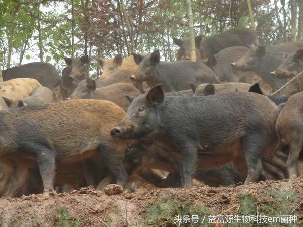 野兔养殖合作社_纯野兔养殖基地_野兔养殖基地致富经