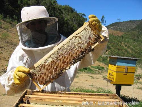 野兔养殖合作社_纯野兔养殖基地_野兔养殖基地致富经