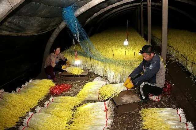 紫蒜种植致富技术_紫皮蒜种植_致富经大蒜种植视频