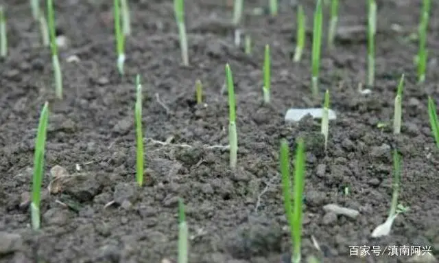紫皮蒜种植_致富经大蒜种植视频_紫蒜种植致富技术
