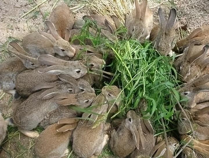 散养野兔养殖基地视频_养殖野兔市场前景怎么样_野兔养殖基地致富经