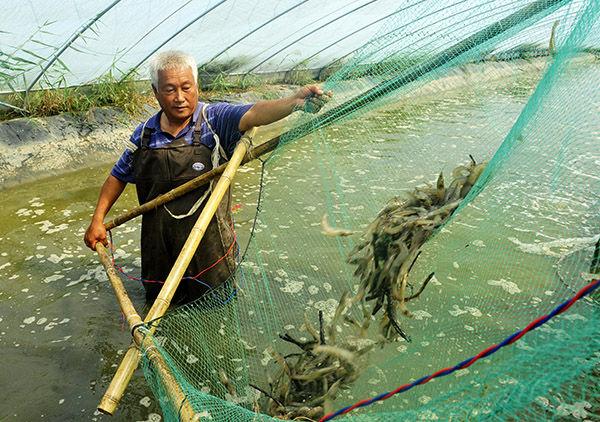 四川共泰农业 为什么大家都在淡水工厂化养殖？