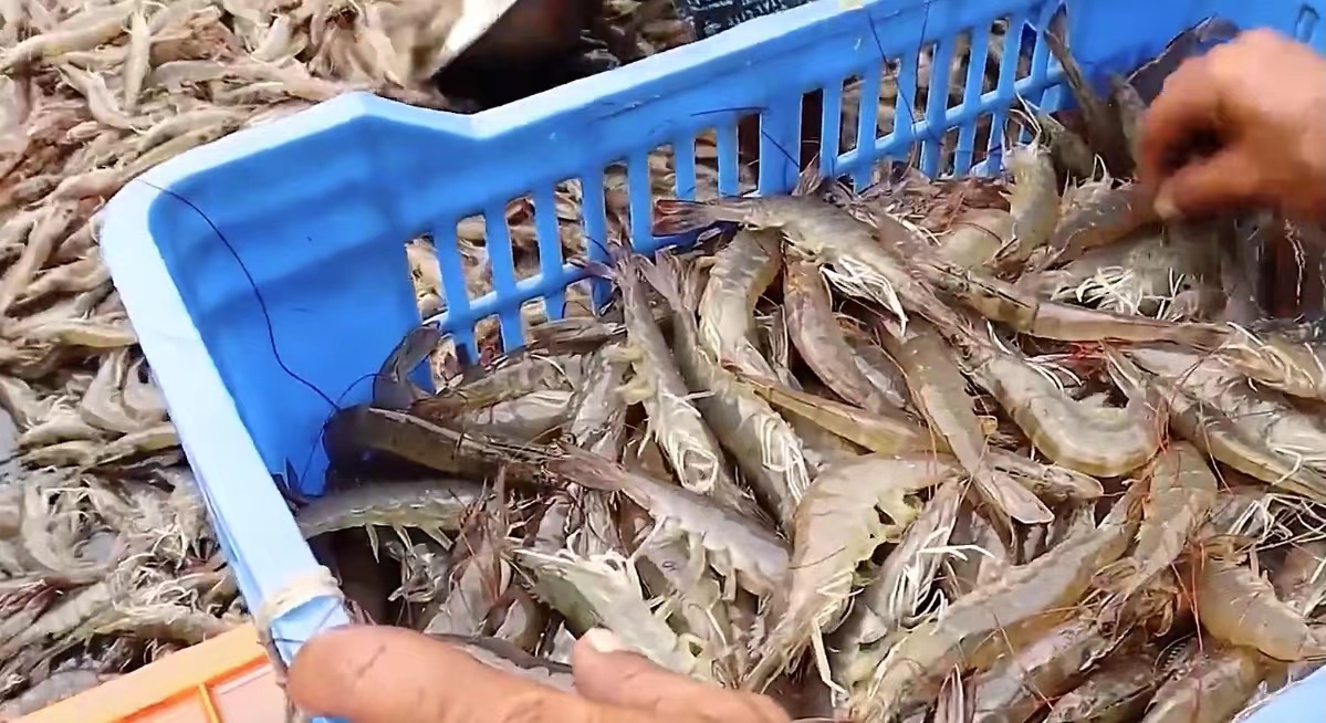 使用发酵饲料养虾，不仅能快速壮虾，还能起到净水调水效果！