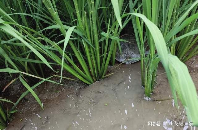 水产养殖调水技术_水产养殖调水剂配方_养殖水产调水技术规范