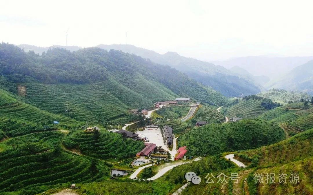 天冬种植致富项目_天冬种植技术亩效益_种植天冬市场前景怎样