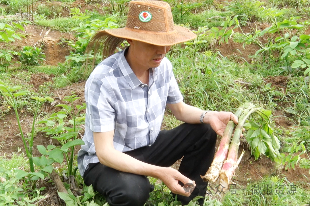 天冬种植致富项目_种植天冬市场前景怎样_天冬种植技术亩效益