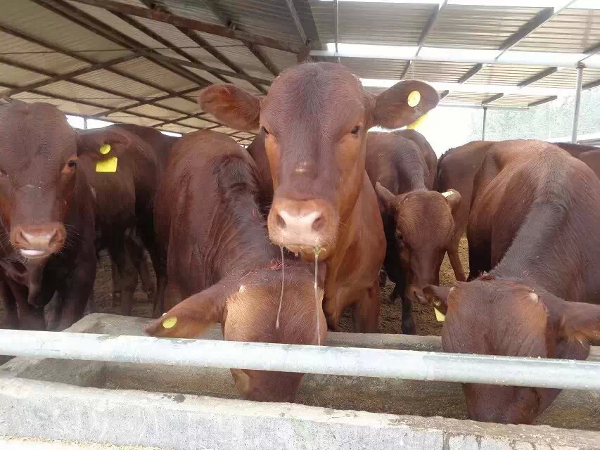 致富经牛肉养殖视频_肉牛养殖视频每日农经_肉牛养殖视频全集视频