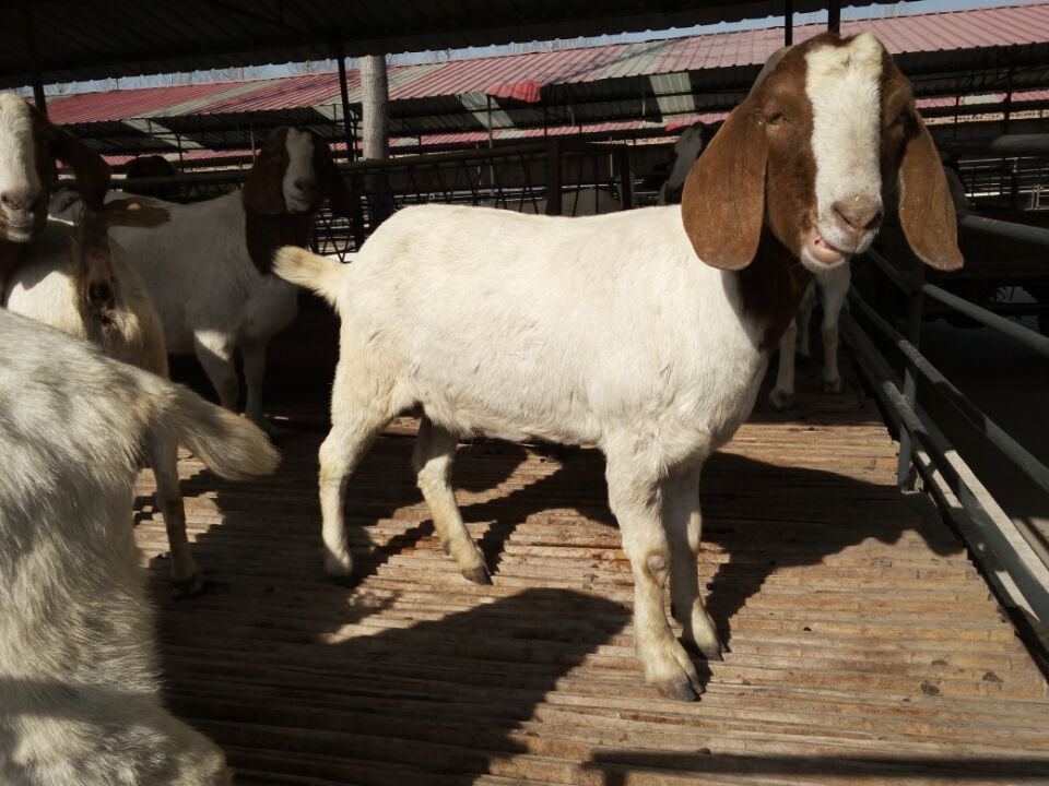 肉牛养殖视频每日农经_致富经牛肉养殖视频_肉牛养殖视频全集视频