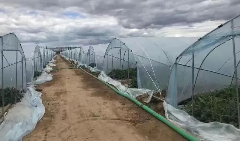 北方种植致富项目_北方种植什么利润大_北方地区种植什么赚钱